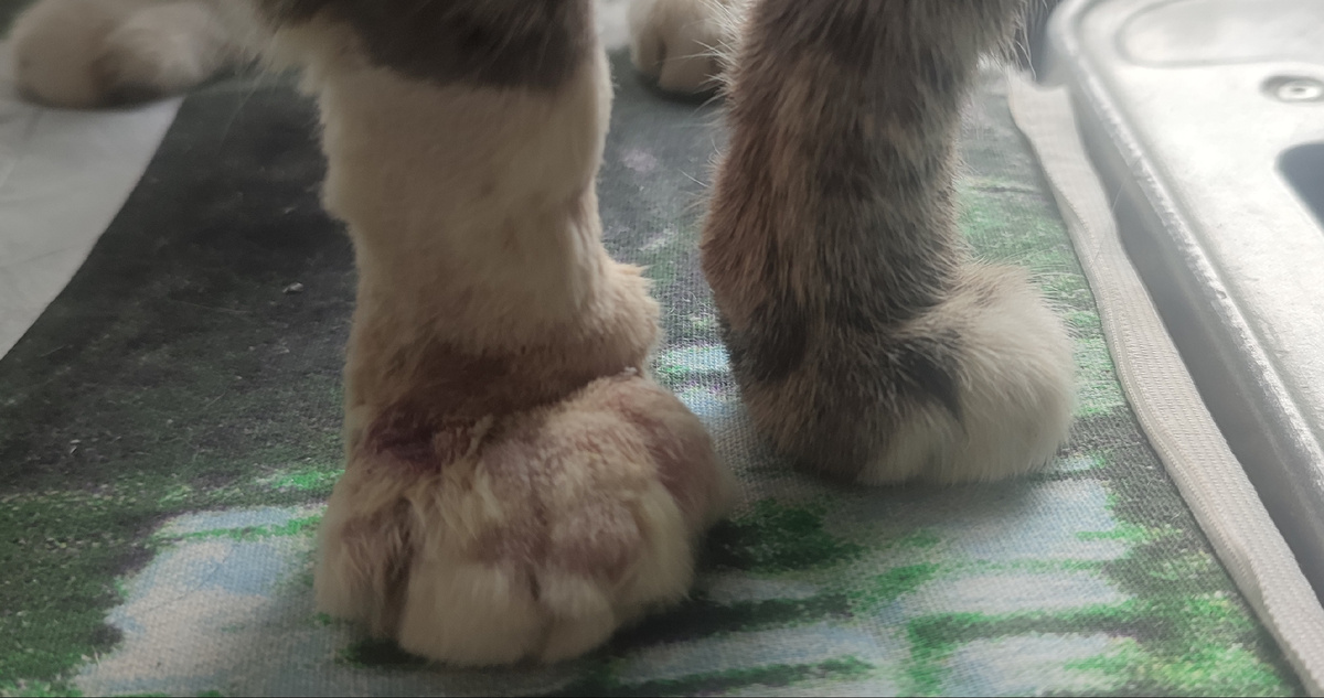 Вот такая лапища у Артёма была вчера ... 