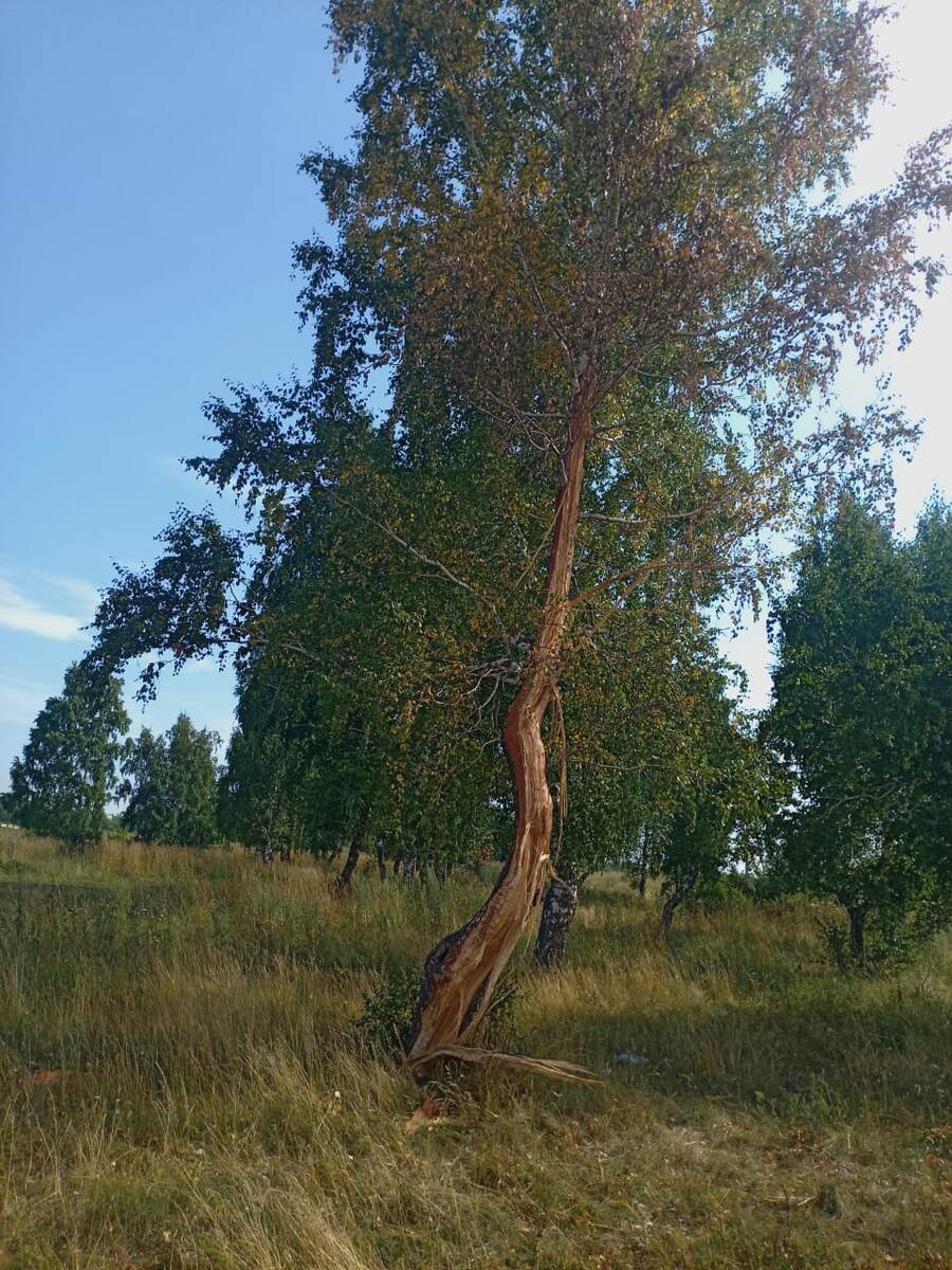 Это была берёза