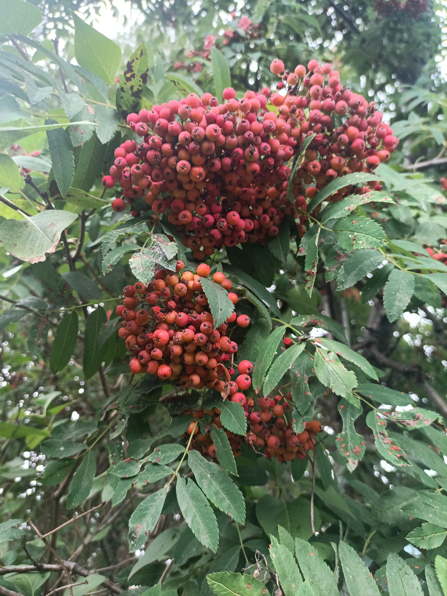 Грозди просто огромные. Заметила, если на рябине много ягод, то зима будет холодной.