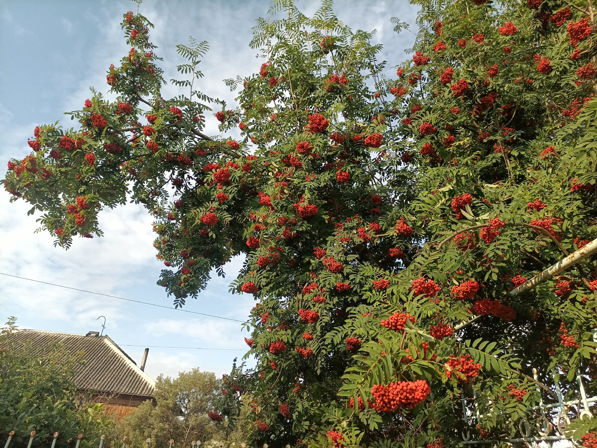 Ветки аж прогнулись под тяжестью ягод