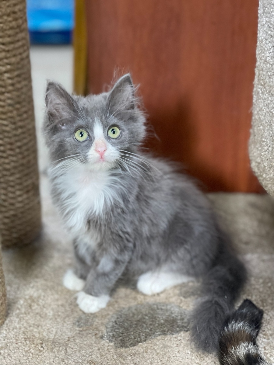 Плюшик в приюте