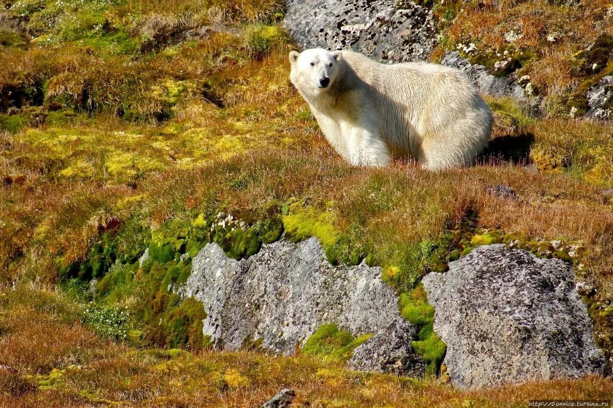 Коренной житель Шпицбергена