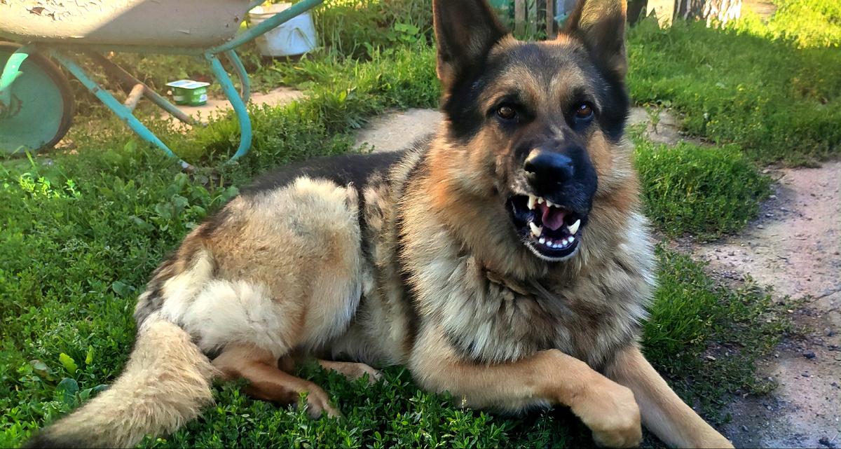 Просто безобразие... абсолютно невоспитанные котята.... 