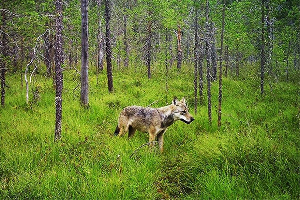 (Canis lupus в дикой природе Карелии / Институт биологии Карельского научного центра РАН)