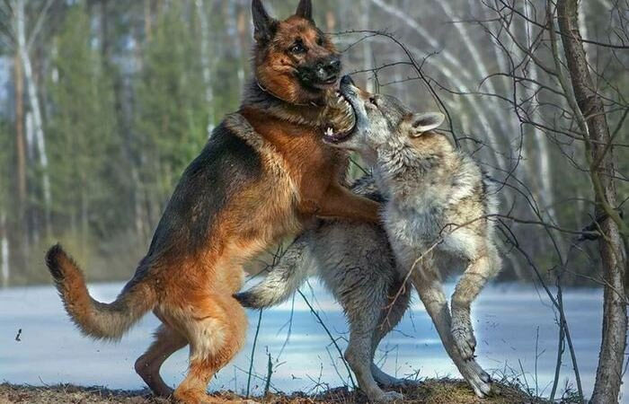 (Любовь зла - полюбишь и... Но поначалу можно и подинамить :))