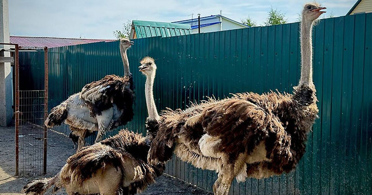 Три африканских страуса Няша, Нюша и Неша в птичнике семьи фермеров занимают особое место. Экзотические птицы хорошо переносят морозы, а в жару спасаются под душем из шланга.