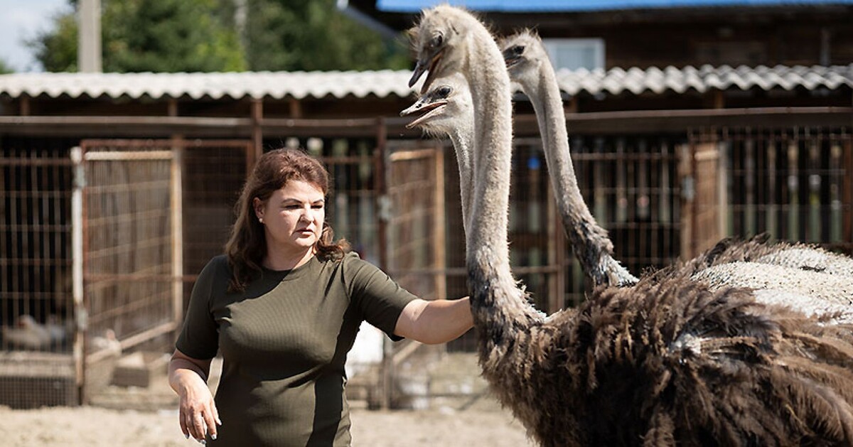 Оксана Шкитина из Новосибирского района говорит, что страусы — очень умные и любопытные птицы.
