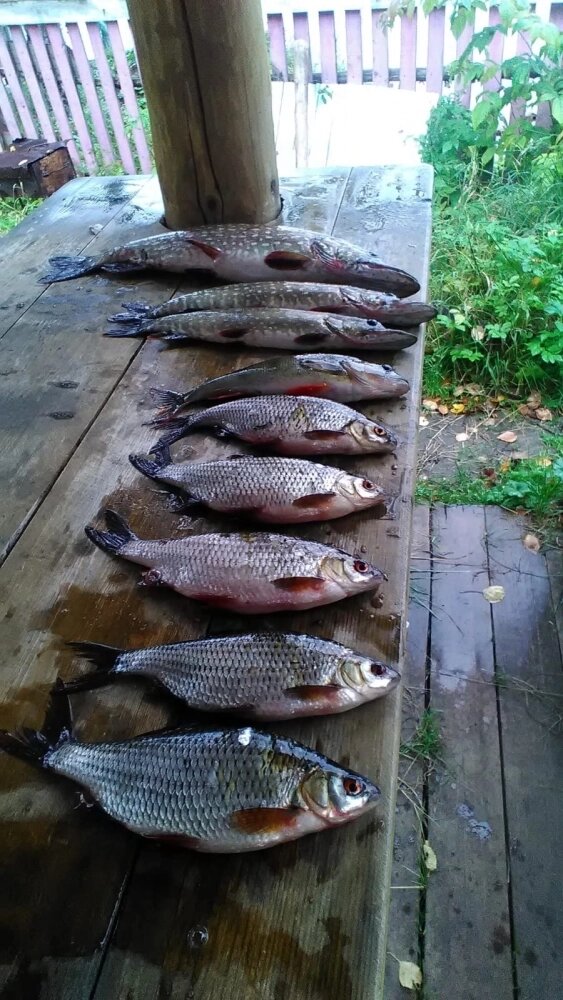    Для ухи рыбу использовали вместе с чешуёй. Фото: Из личного архивa/ Юрий Андреев