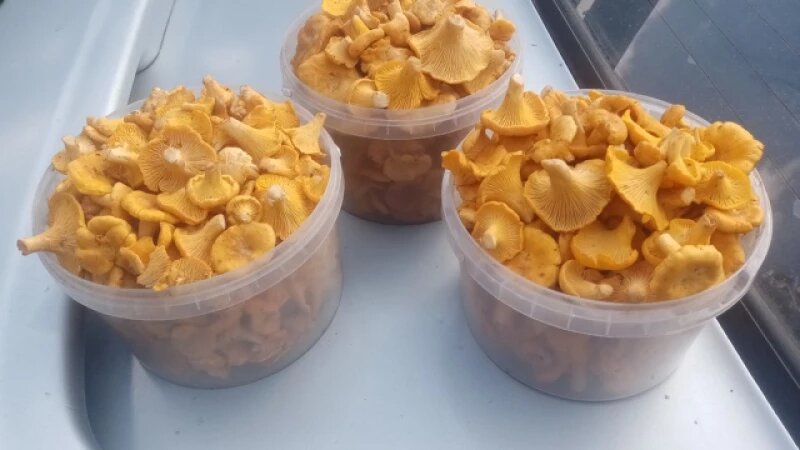     Грибы на Алтае. ВК группа «Грибы и Грибники Алтайского края»