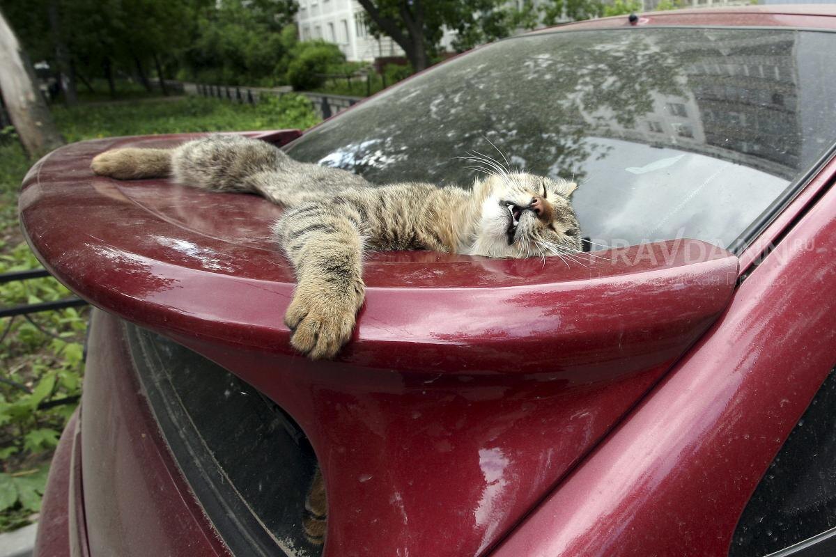    Уличные домики помогут бездомным кошкам пережить холода и дожди