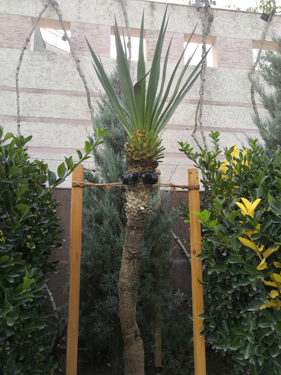 Вы такого "швецара" еще не видели!