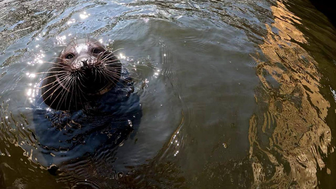 Фото: Фонд друзей балтийской нерпы