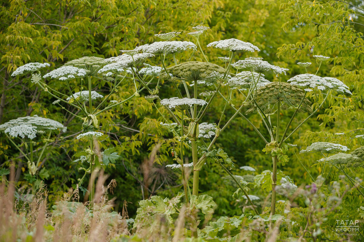 Борщевик Сосновского привезли с Кавказа – его планировали использовать как корм для коровФото: © Владимир Васильев / «Татар-информ»