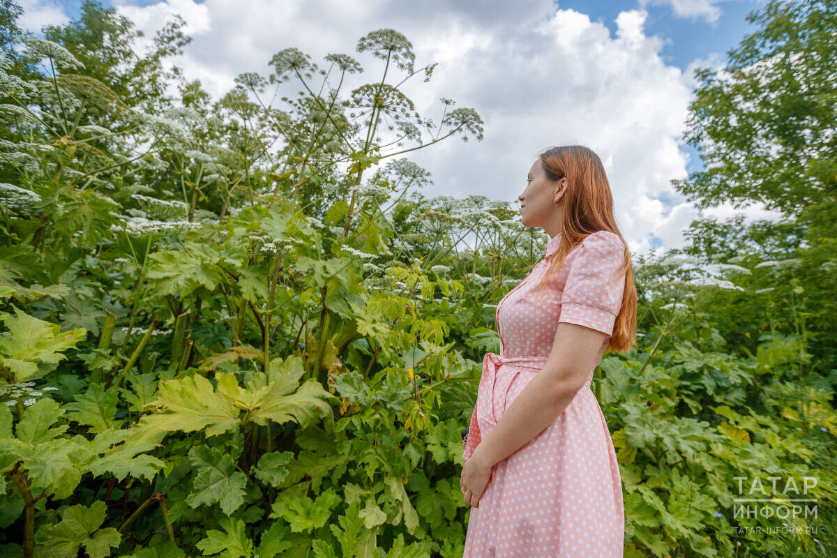 Все, у кого есть земля, будут обязаны бороться с опасными инвазивными растениями, в том числе борщевиком СосновскогоФото: © Владимир Васильев / «Татар-информ»