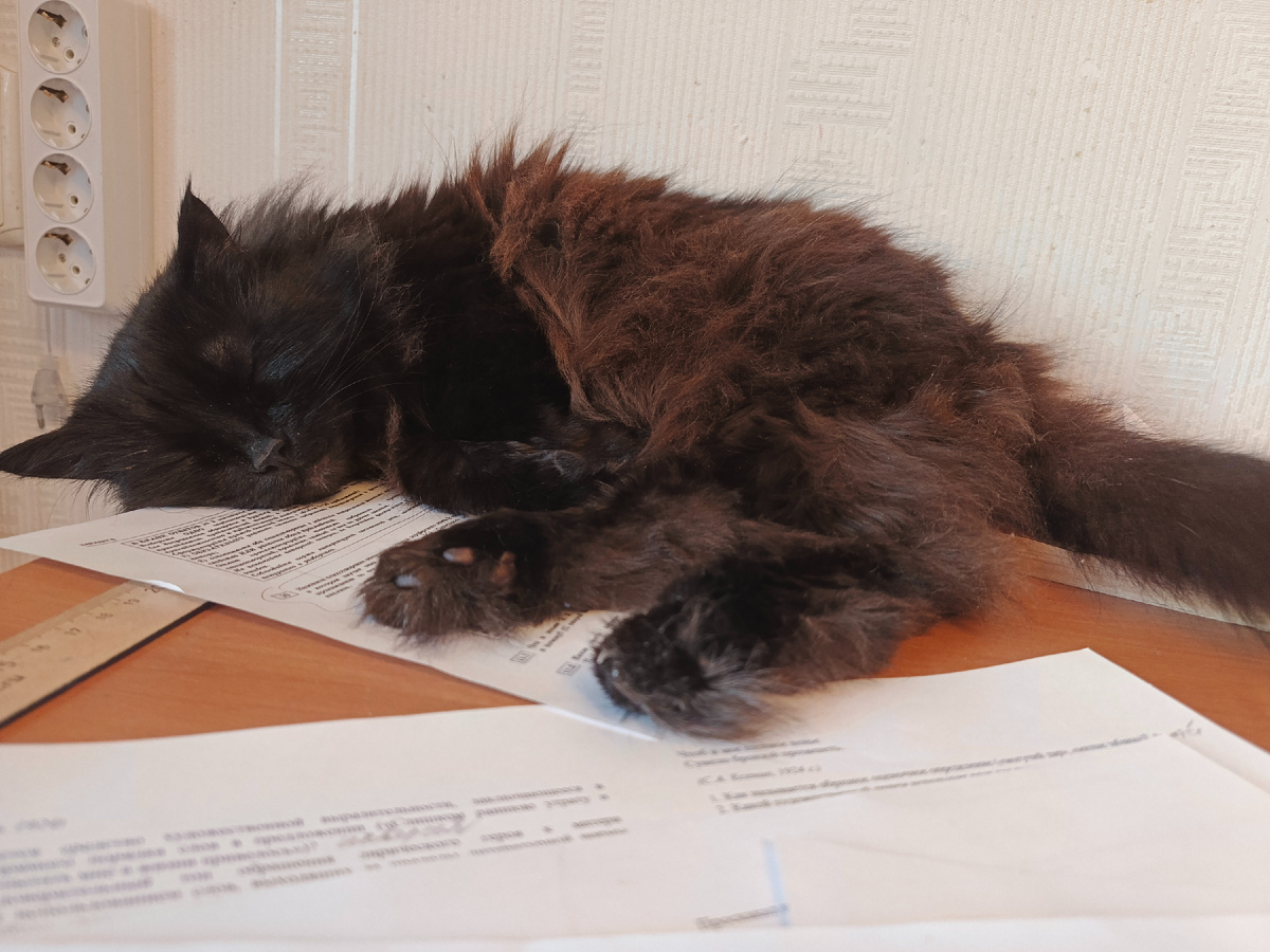 Та  самая кошка радостно спит на листах с упражнениями)