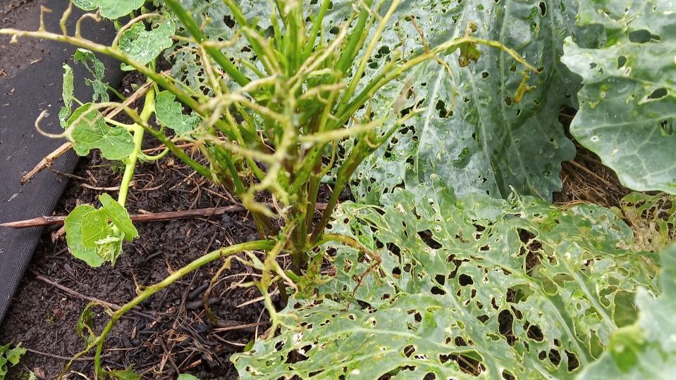 Как избавиться от слизней на участке: 5 высокоэффективных средств