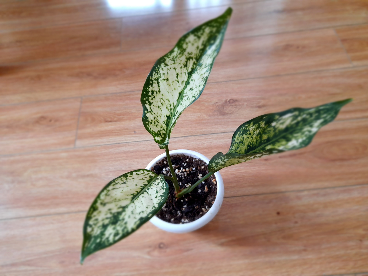 Диамонд ( 2022г) - моя первая аглаша