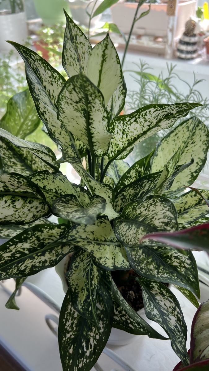 Диамонд( Diamond) - он же сегодня (2025г)