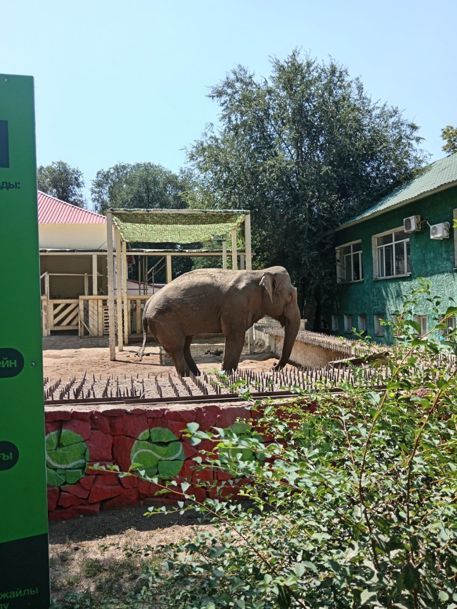 Слоны в Алматинском зоопарке