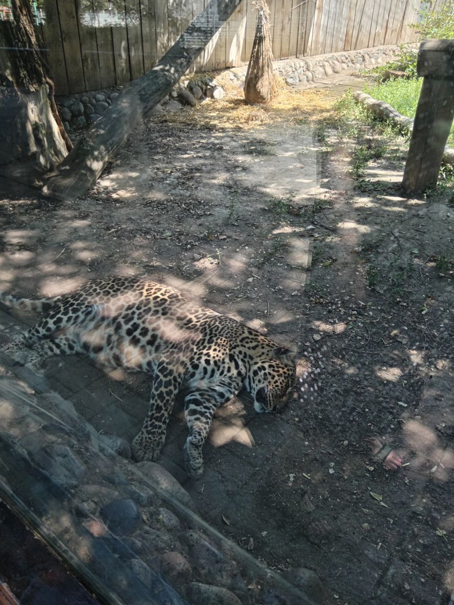 Бедные кисы страдали от жары