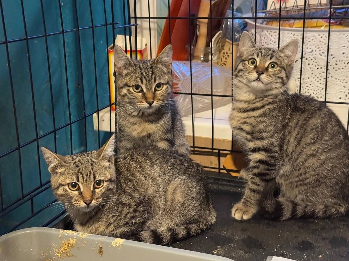 Красавцы-шпротины. Фото из архива автора