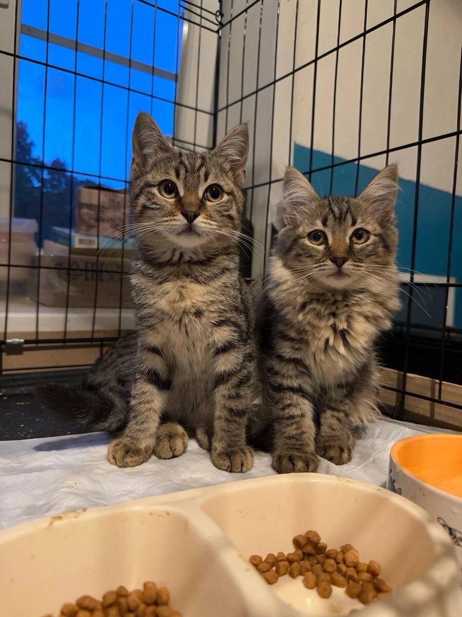 Пушистая сестричка нашла свой дом. Я уверена, что братьев и сестренку тоже скоро заберут добрые заботливые хозяева. Фото из архива автора