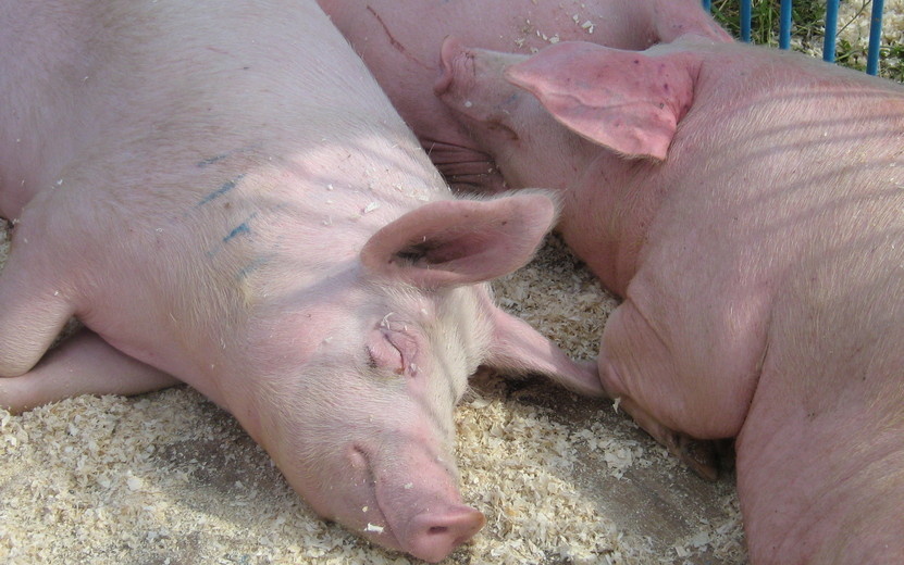    Запрет на вывоз свиней ввели в ряде районов Удмуртии