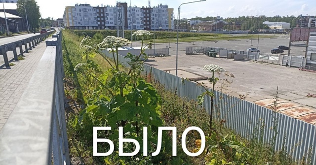    Спикер Дрейзис одолела "шипастые дудки" борщевика в ПетрозаводскеНадежда Дрейзис / ВК