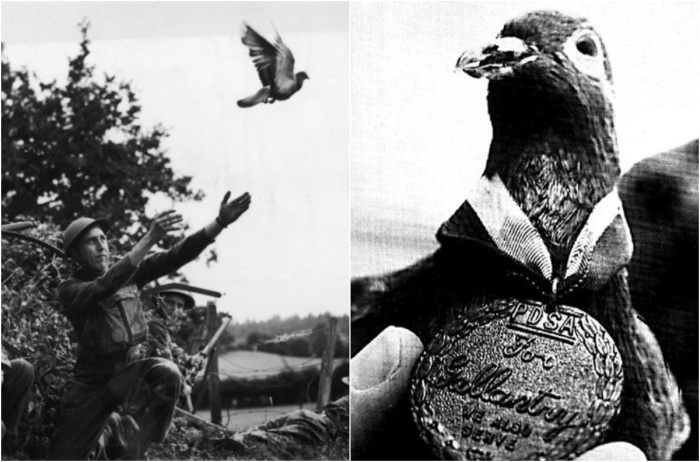 Шер Ами, отважный голубь, который под пулями доставил весть и спас сотни жизней.