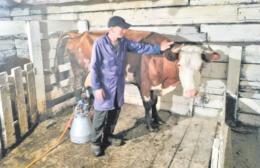 Николай Абрамович взялся доить корову Клёпу, она же Клеопатра. Настоящая царица, своенравная. Хозяин еще может ее приласкать, а чужака не подпустит./ ФОТО Сергея СЕЛИГЕЕВА, «ИРБЕЙСКАЯ ПРАВДА»