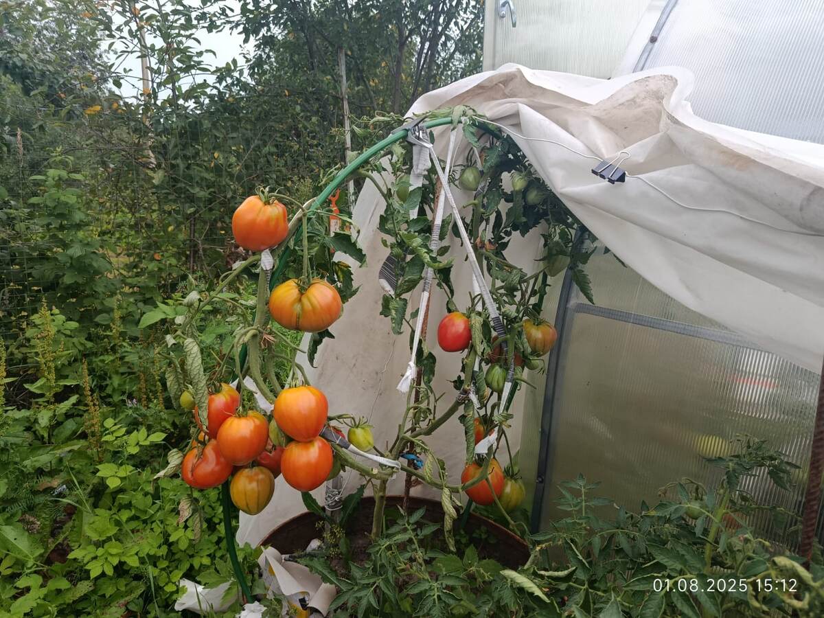 Сумасшедший Калиоппа, бочки. Отсюда на дату фото 1 августа 25г. уже сняла килограмма 2