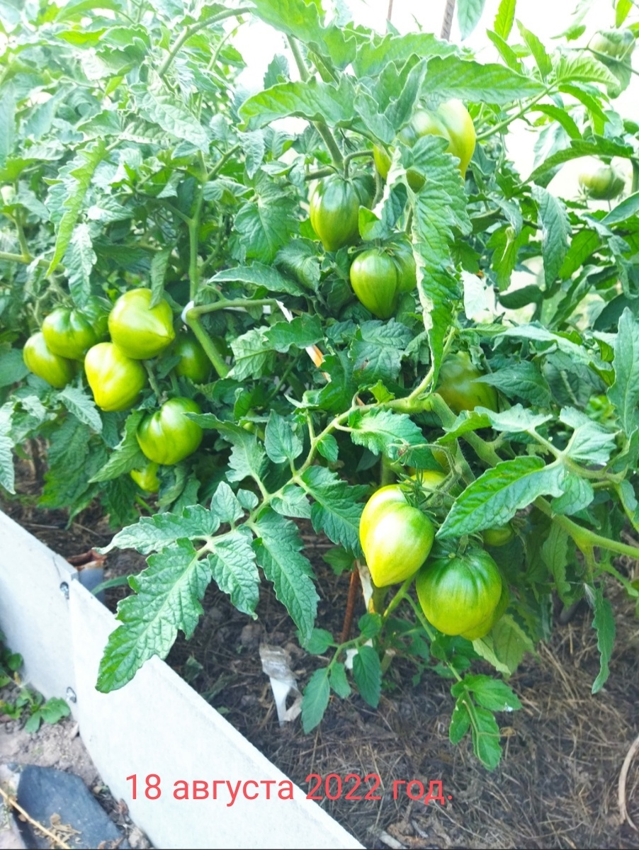 Томатный гном Фиолетовое сердце