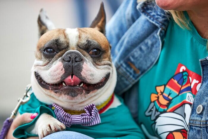 От Шарика до Графа: как кличка вашего питомца рассказывает историю целой эпохи.