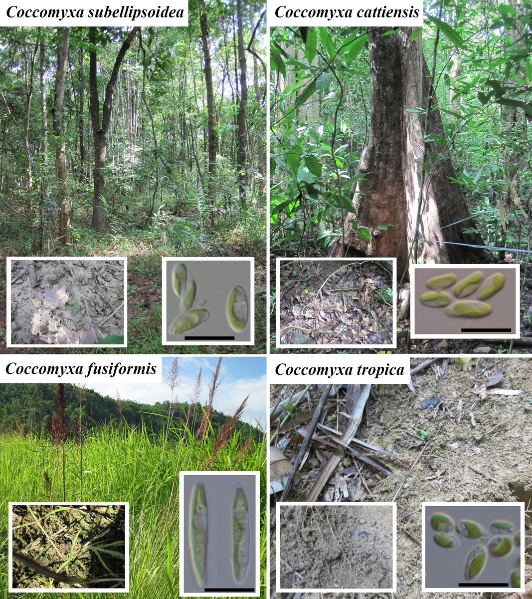 Новые виды зеленых водорослей и их места обитания в национальном парке Cát Tiên (Вьетнам). Масштаб линейки равен 10 микрометров. Источник: Евгений Мальцев