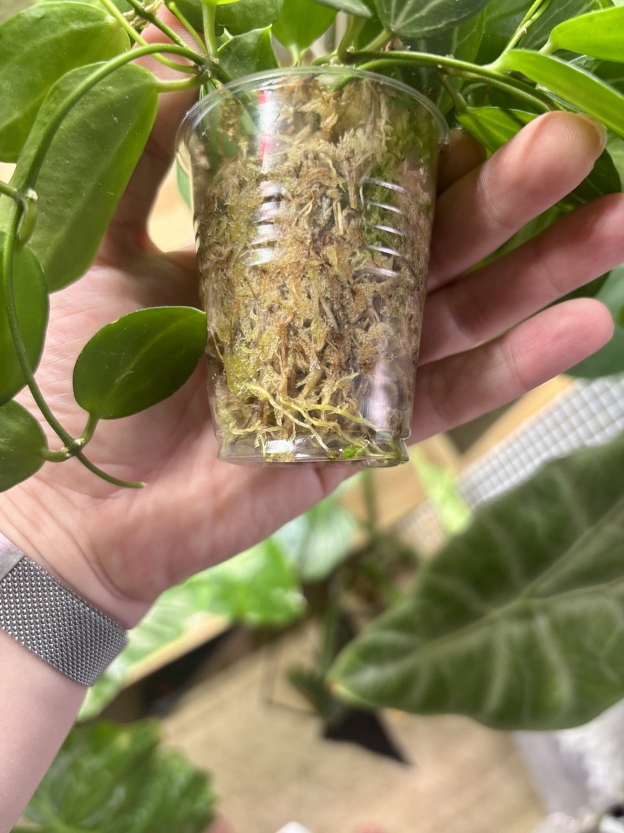 Корешки чувствуют себя отлично.