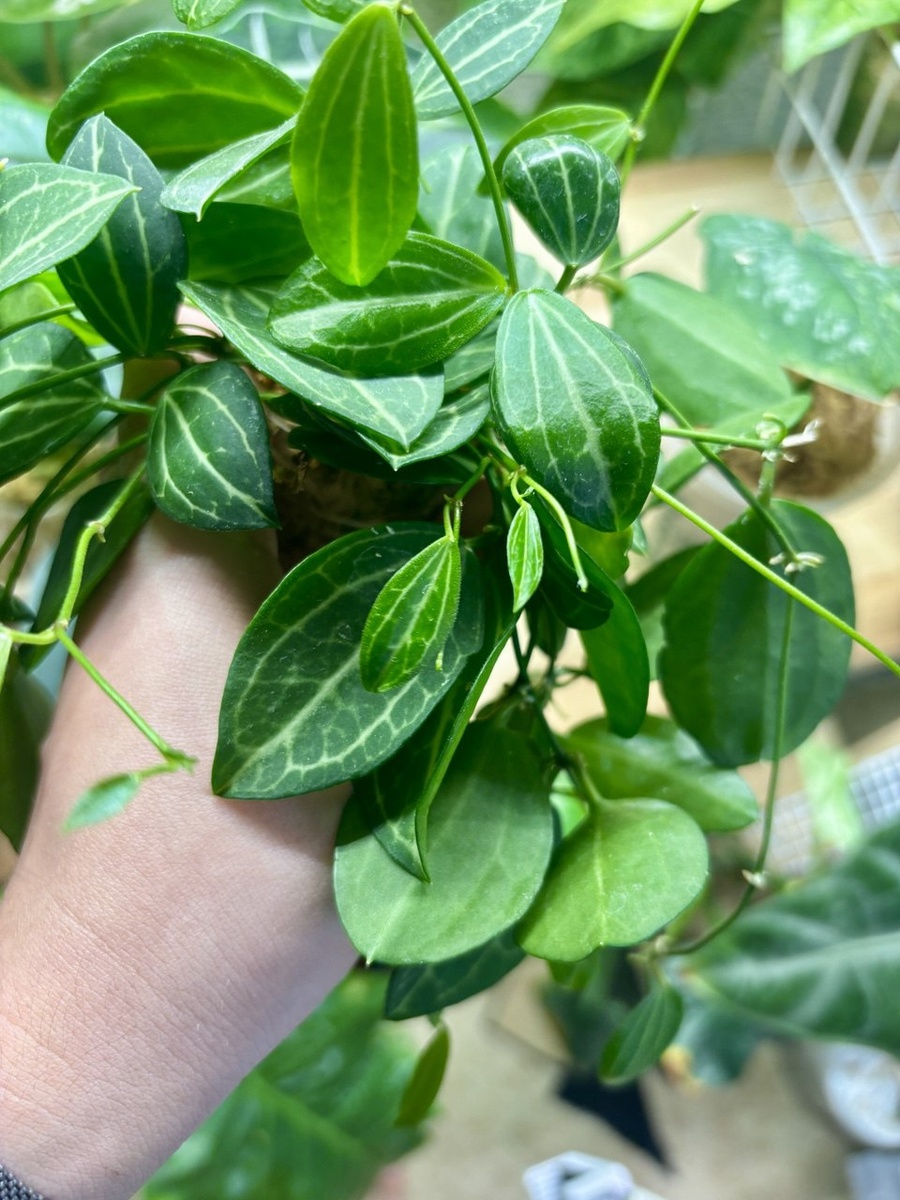 Черенки начали активный рост.