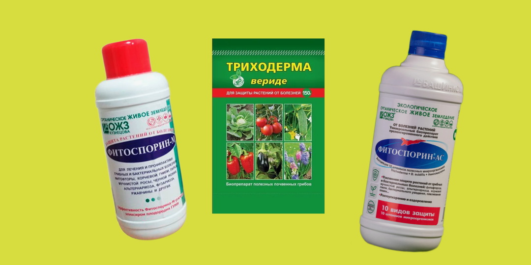 Покупаете не тот Фитоспорин: две формулы дают разный результат