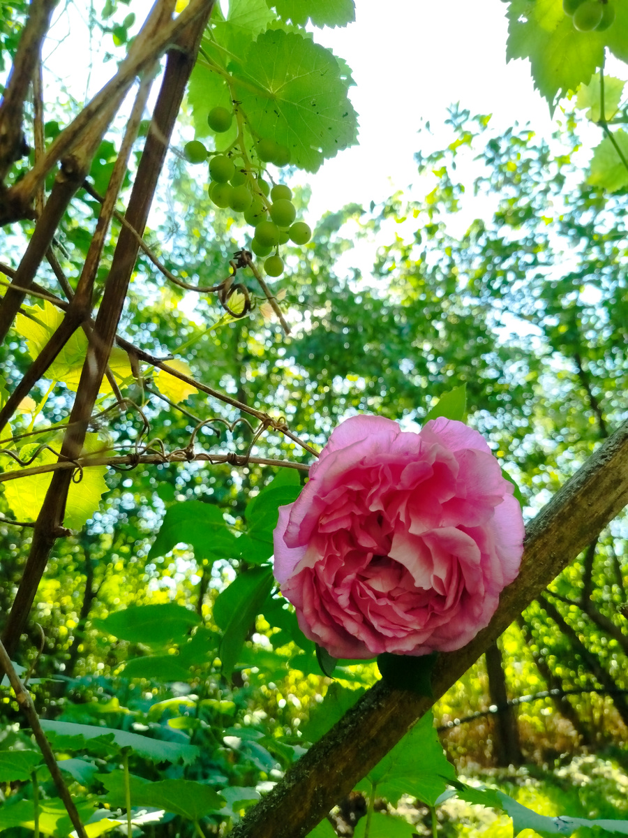 Этой розочке лет 20, не меньше. Дедушка ее сажал. И винограду столько же. Странно такое писать про свежие и юные растения, про налитые соком ягоды.