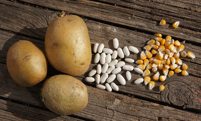    В России не хватает семян овощей