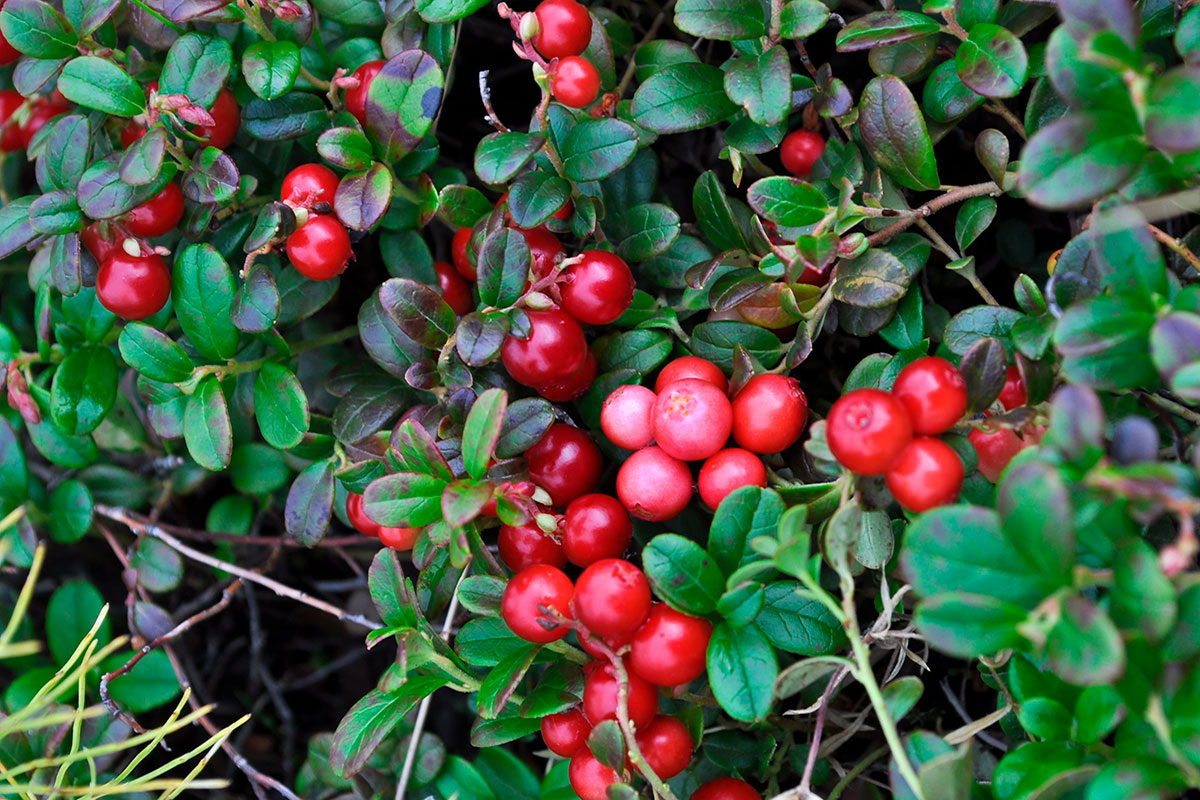    Фото: Sergei Drozd / Shutterstock.com