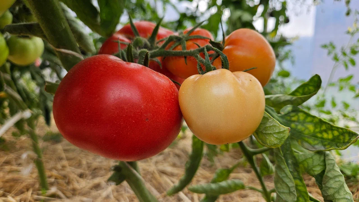 Какие срывать, а какие - оставить?