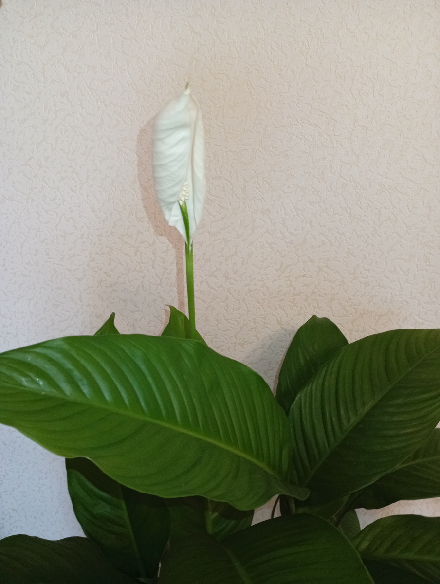 Пахнет кстати очень приятно. Что-то фруктово—цветочное.