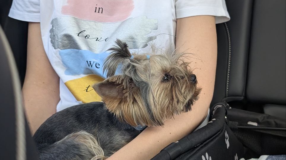 Как безопасно перевозить собаку в автомобиле: полное руководство