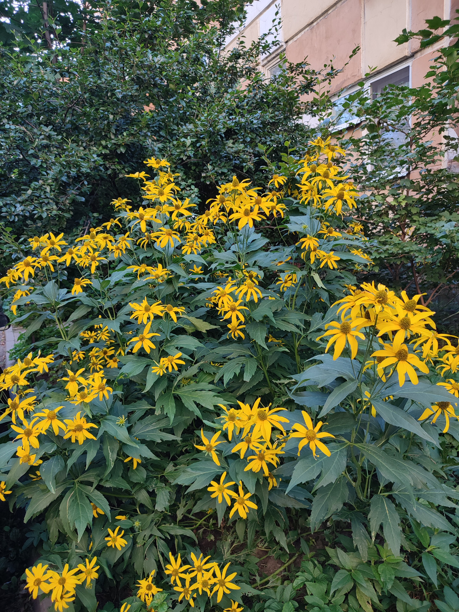 Цветочки во дворе у нас