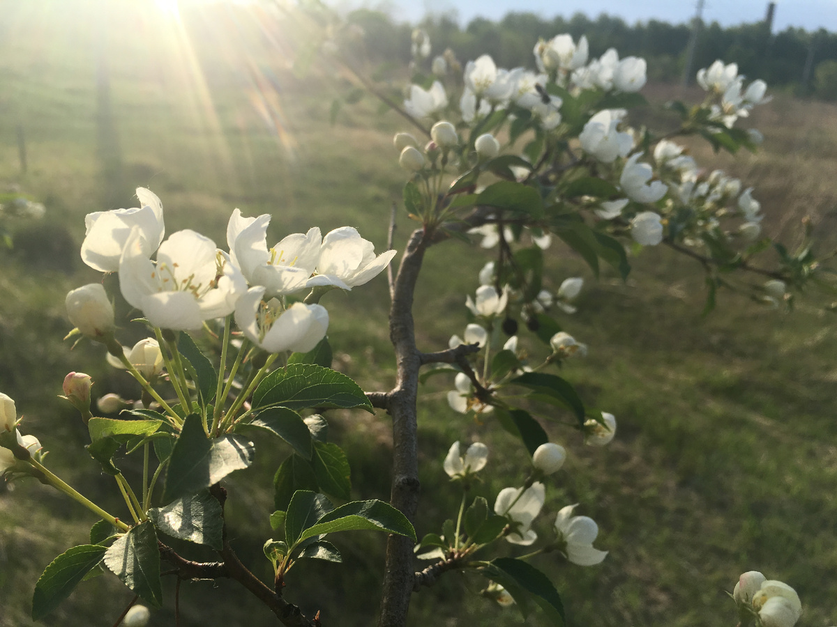 Ветка яблони цветущей на рассвете. Фото из личного архива.