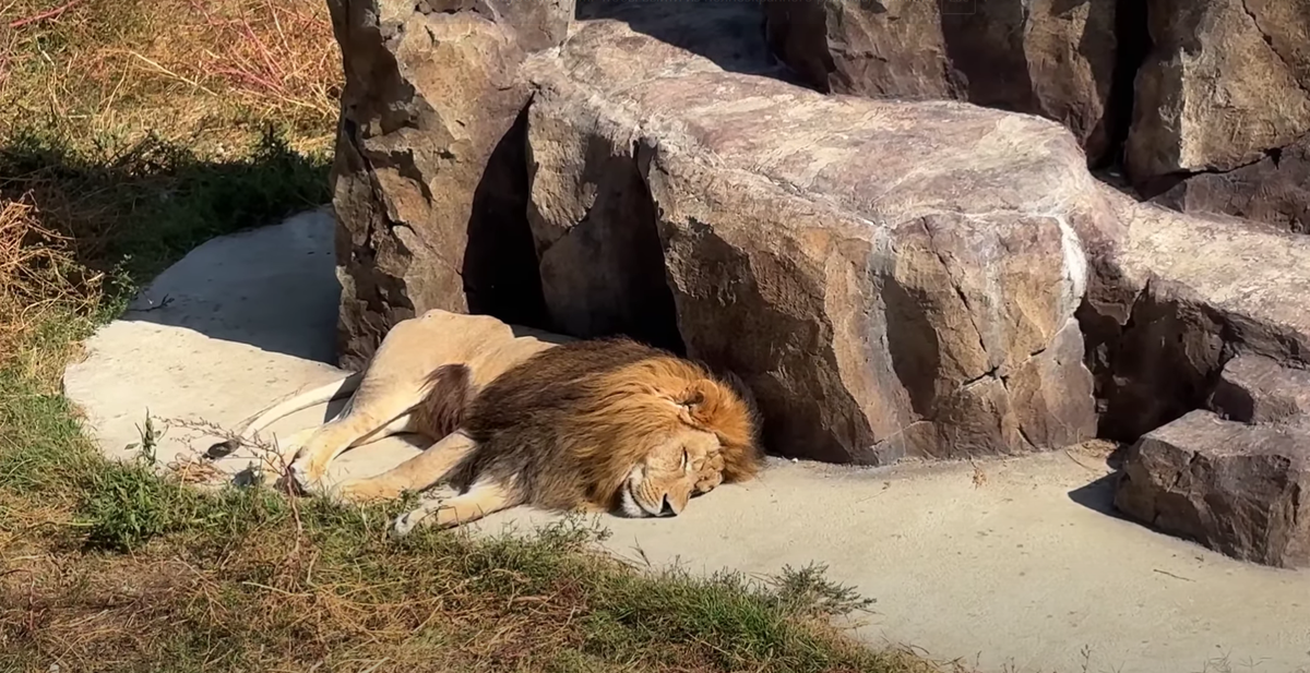 А что, легко можно подумать, что этому льву, который позавтракал и мирно греется на солнышке срочно нужна ветеринарная помощь.