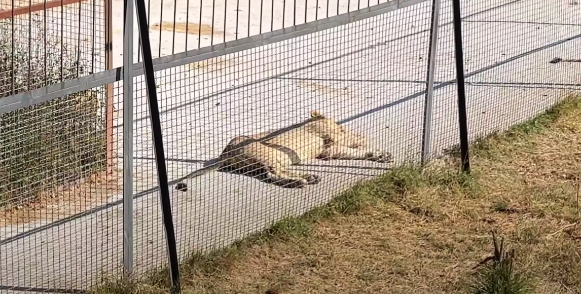 Ещё одна "умирающая" после сытного завтрака львица даже не подозревает, что ей срочно нужна вода и медицинская помощь