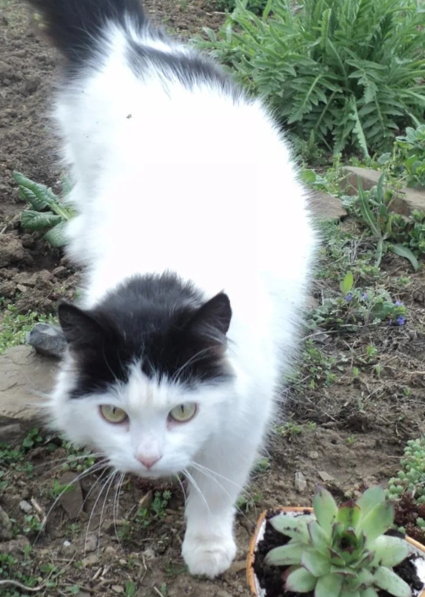 Дуся, она самая старшая в кошачьей стае