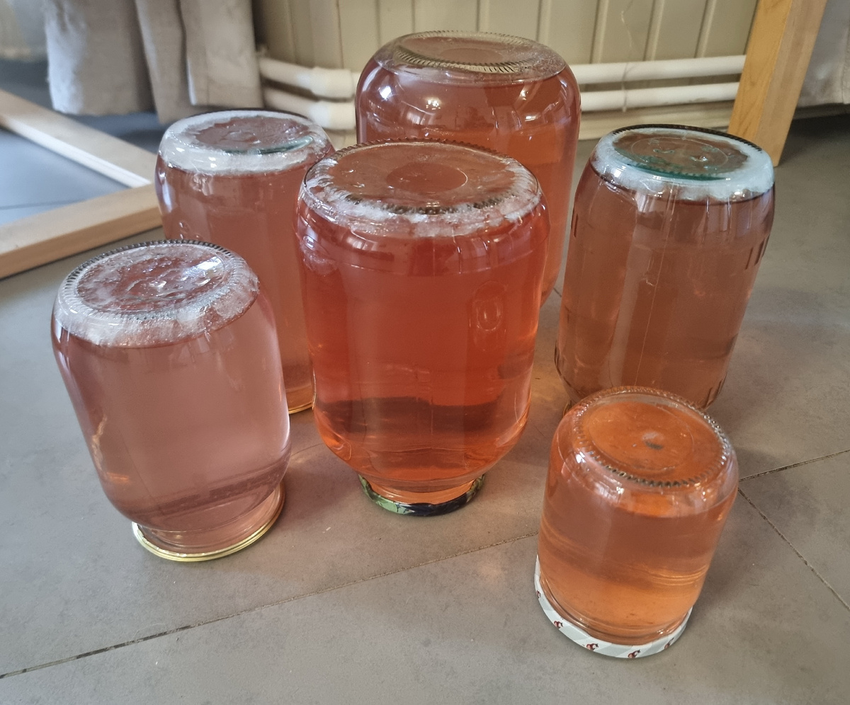 Наш компот из молодых яблок. Фото автора статьи.