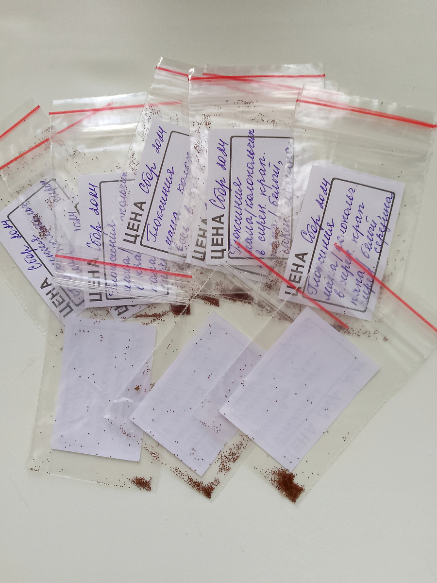 Свежие семена это гарантия 💯 всхожести